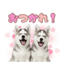年中使える！可愛いハスキー（個別スタンプ：6）