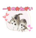 年中使える！可愛いハスキー（個別スタンプ：10）