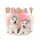 年中使える！可愛いハスキー（個別スタンプ：12）