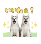 年中使える！可愛いハスキー（個別スタンプ：13）