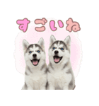 年中使える！可愛いハスキー（個別スタンプ：16）