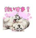 年中使える！可愛いハスキー（個別スタンプ：18）