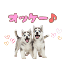 年中使える！可愛いハスキー（個別スタンプ：19）