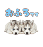 年中使える！可愛いハスキー（個別スタンプ：20）