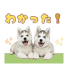 年中使える！可愛いハスキー（個別スタンプ：24）