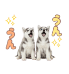年中使える！可愛いハスキー（個別スタンプ：30）