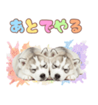 年中使える！可愛いハスキー（個別スタンプ：34）