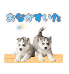 年中使える！可愛いハスキー（個別スタンプ：35）