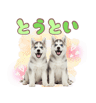 年中使える！可愛いハスキー（個別スタンプ：37）