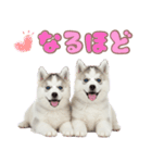 年中使える！可愛いハスキー（個別スタンプ：38）