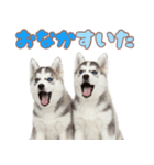 年中使える！可愛いハスキー（個別スタンプ：39）