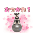 ミニチュアシュナウザーのカラフルスタンプ（個別スタンプ：6）