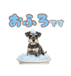 ミニチュアシュナウザーのカラフルスタンプ（個別スタンプ：20）