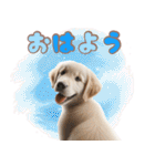 カラフルなゴールデンレトリバーの子犬（個別スタンプ：1）