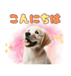 カラフルなゴールデンレトリバーの子犬（個別スタンプ：2）