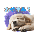 カラフルなゴールデンレトリバーの子犬（個別スタンプ：3）