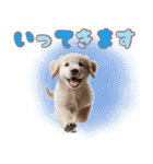 カラフルなゴールデンレトリバーの子犬（個別スタンプ：8）