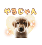 カラフルなゴールデンレトリバーの子犬（個別スタンプ：11）