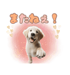 カラフルなゴールデンレトリバーの子犬（個別スタンプ：12）