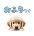 カラフルなゴールデンレトリバーの子犬（個別スタンプ：20）