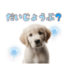 カラフルなゴールデンレトリバーの子犬（個別スタンプ：21）