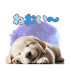 カラフルなゴールデンレトリバーの子犬（個別スタンプ：23）