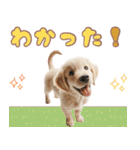 カラフルなゴールデンレトリバーの子犬（個別スタンプ：24）