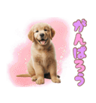 カラフルなゴールデンレトリバーの子犬（個別スタンプ：27）
