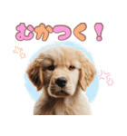 カラフルなゴールデンレトリバーの子犬（個別スタンプ：28）