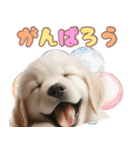 カラフルなゴールデンレトリバーの子犬（個別スタンプ：31）