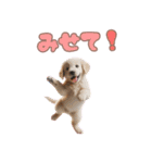 カラフルなゴールデンレトリバーの子犬（個別スタンプ：40）