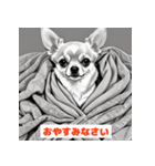 チワワたちのきもち（個別スタンプ：24）