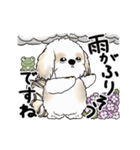 動くシーズー犬2025『五月から梅雨』10（個別スタンプ：11）