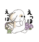 動くシーズー犬2025『五月から梅雨』10（個別スタンプ：14）