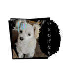 けぽてぃの日常 （犬）（個別スタンプ：1）
