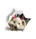 けぽてぃの日常 （犬）（個別スタンプ：2）
