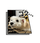 けぽてぃの日常 （犬）（個別スタンプ：4）
