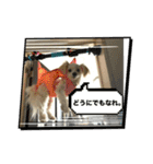 けぽてぃの日常 （犬）（個別スタンプ：5）