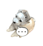 けぽてぃの日常 （犬）（個別スタンプ：9）