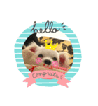けぽてぃの日常 （犬）（個別スタンプ：11）