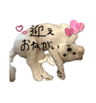 けぽてぃの日常 （犬）（個別スタンプ：12）