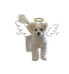 けぽてぃの日常 （犬）（個別スタンプ：14）