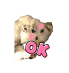 けぽてぃの日常 （犬）（個別スタンプ：16）