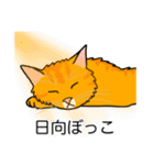 猫あるある（茶トラ猫／長毛）（個別スタンプ：16）