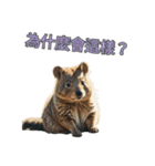 愛らしいクオッカ3（個別スタンプ：2）