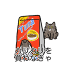 猫あるある（キジ猫／長毛）（個別スタンプ：1）