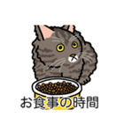 猫あるある（キジ猫／長毛）（個別スタンプ：3）