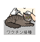 猫あるある（キジ猫／長毛）（個別スタンプ：9）