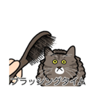 猫あるある（キジ猫／長毛）（個別スタンプ：12）