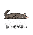 猫あるある（キジ猫／長毛）（個別スタンプ：13）